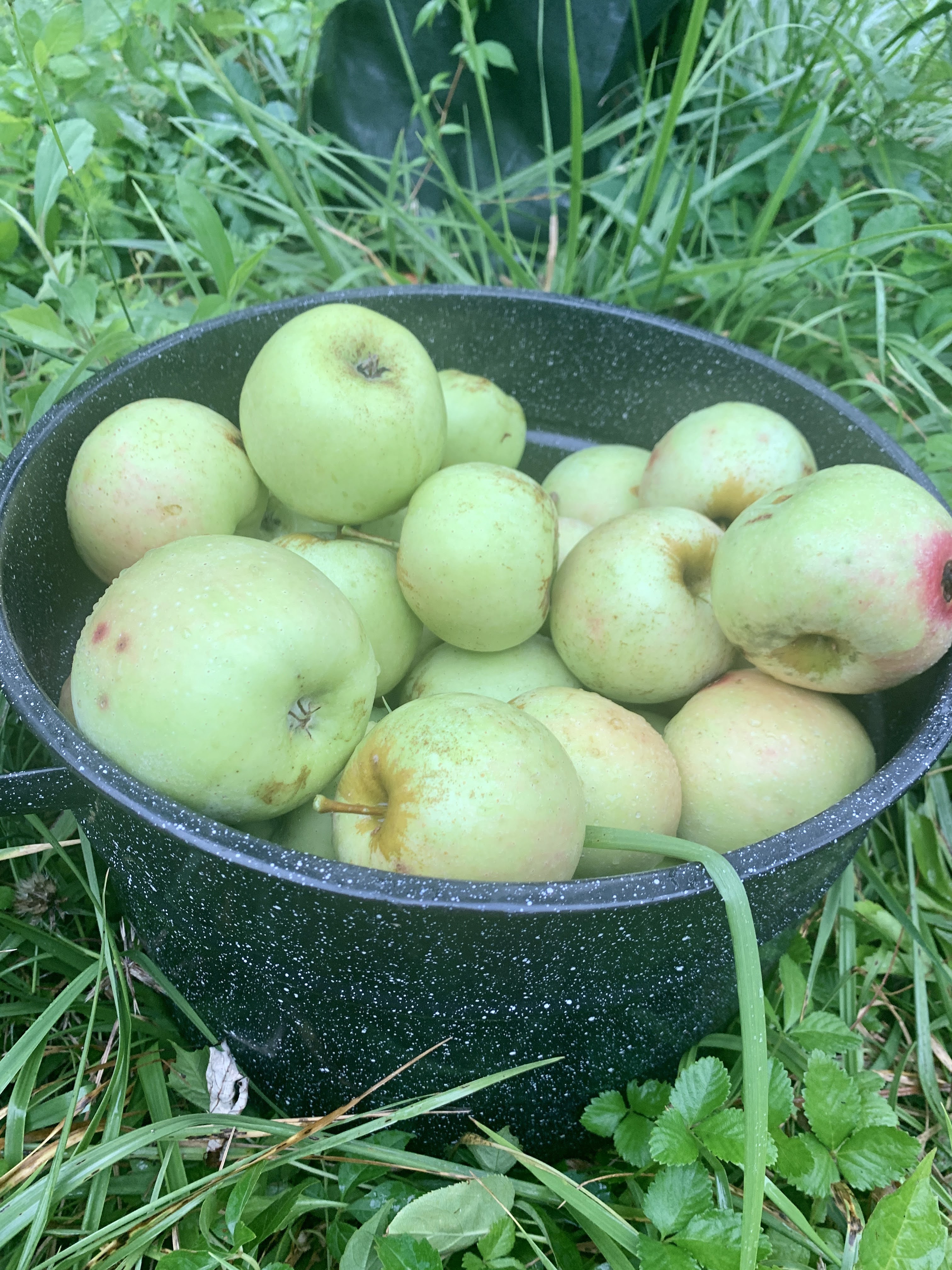 Fruit trees